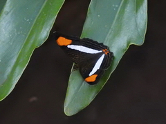Adelpha