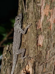 Anolis distichus