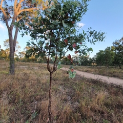 Eucalyptus melanophloia
