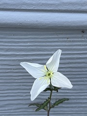 Oenothera kunthiana