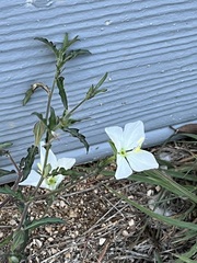 Oenothera kunthiana