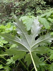 Petasites frigidus palmatus