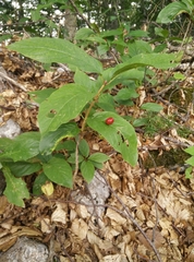 Lonicera alpigena