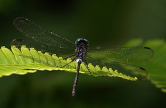 Pornothemis
