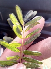 Millettia
