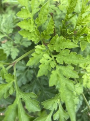Bidens bipinnata