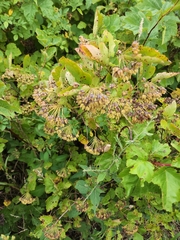 Physocarpus opulifolius
