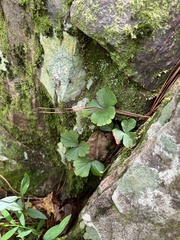 Waldsteinia fragarioides