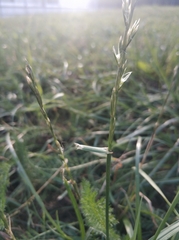 Lolium perenne