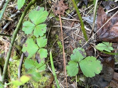 Waldsteinia fragarioides