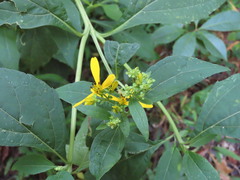 Verbesina occidentalis