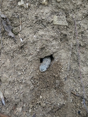 Proserpinus proserpina