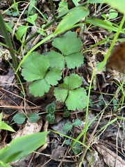 Waldsteinia fragarioides