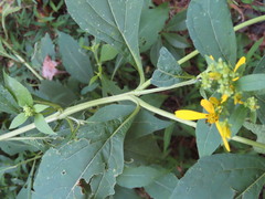 Verbesina occidentalis