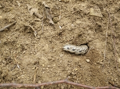 Proserpinus proserpina