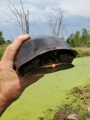 Emydoidea blandingii