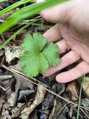 Waldsteinia fragarioides