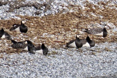Branta leucopsis