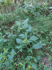 Verbesina occidentalis
