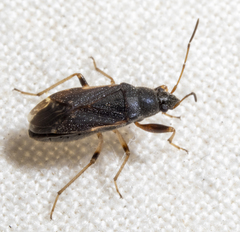 Rhyparochromidae