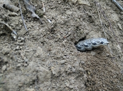 Proserpinus proserpina