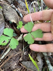 Waldsteinia fragarioides
