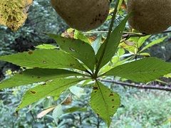 Aesculus glabra