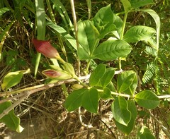Allamanda blanchetii