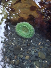 Anthopleura xanthogrammica