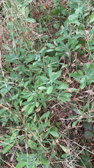 Artemisia douglasiana