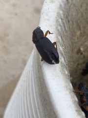 Pseudoophonus