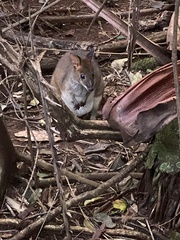 Thylogale stigmatica