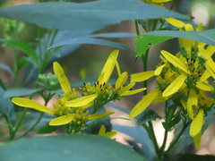 Verbesina occidentalis