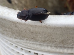 Pseudoophonus