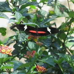 Heliconius clysonymus