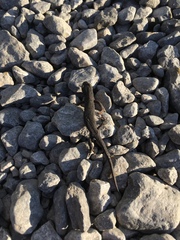 Ichthyosaura alpestris