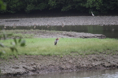 Ardea purpurea manilensis