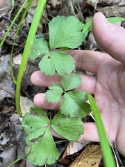 Waldsteinia fragarioides