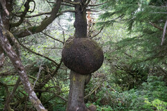 Agrobacterium radiobacter