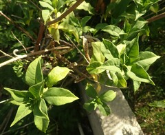 Allamanda blanchetii