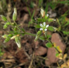 Cerastium glomeratum