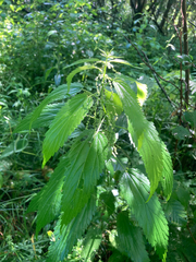 Urtica gracilis