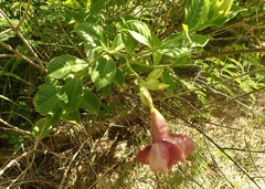 Allamanda blanchetii