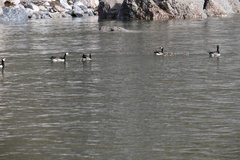 Branta leucopsis