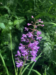 Platanthera psycodes