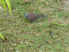Nesoenas picturatus