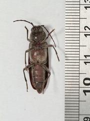 Arhopalus ferus