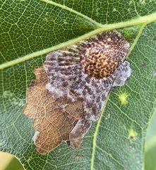 Tischeria quercitella