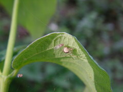 Theridion varians