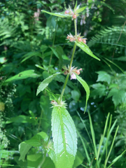 Stachys pilosa